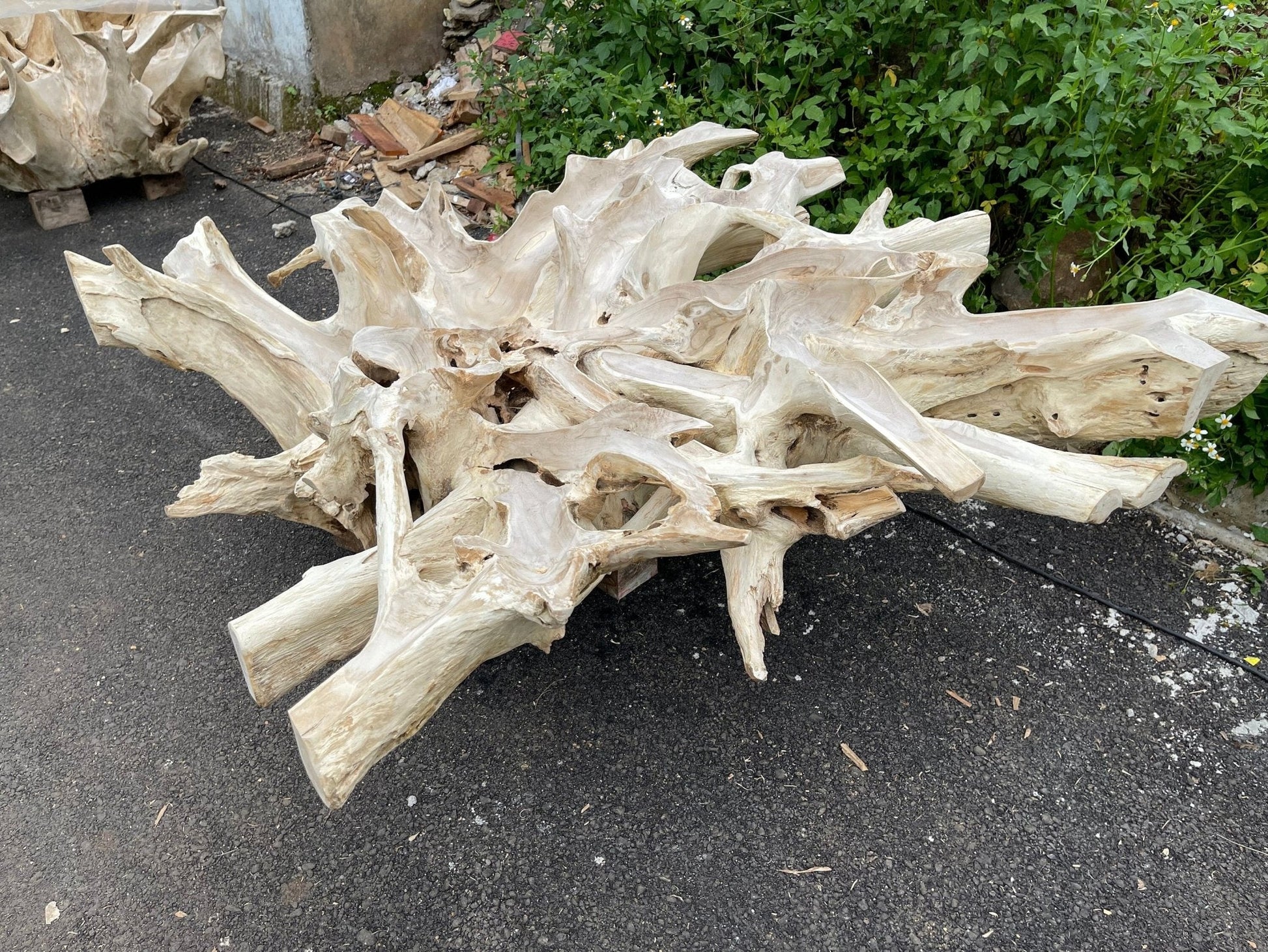 Bleach Teak Root Coffee Table - Rustic Teak Coffee Table - High Quality Teak Root Furniture - Bleached - SOGEH Furniture