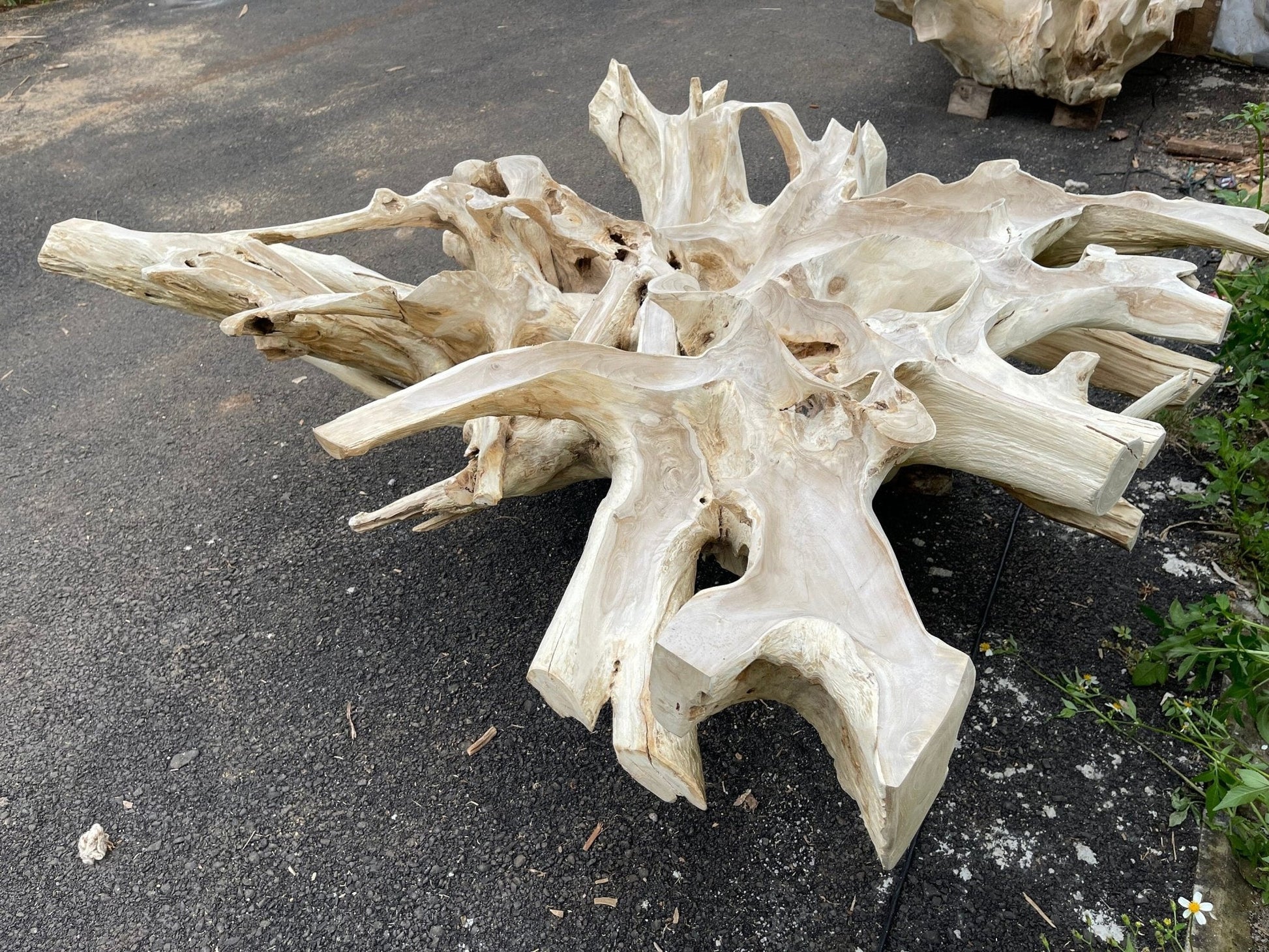 Bleach Teak Root Coffee Table - Rustic Teak Coffee Table - High Quality Teak Root Furniture - Bleached - SOGEH Furniture