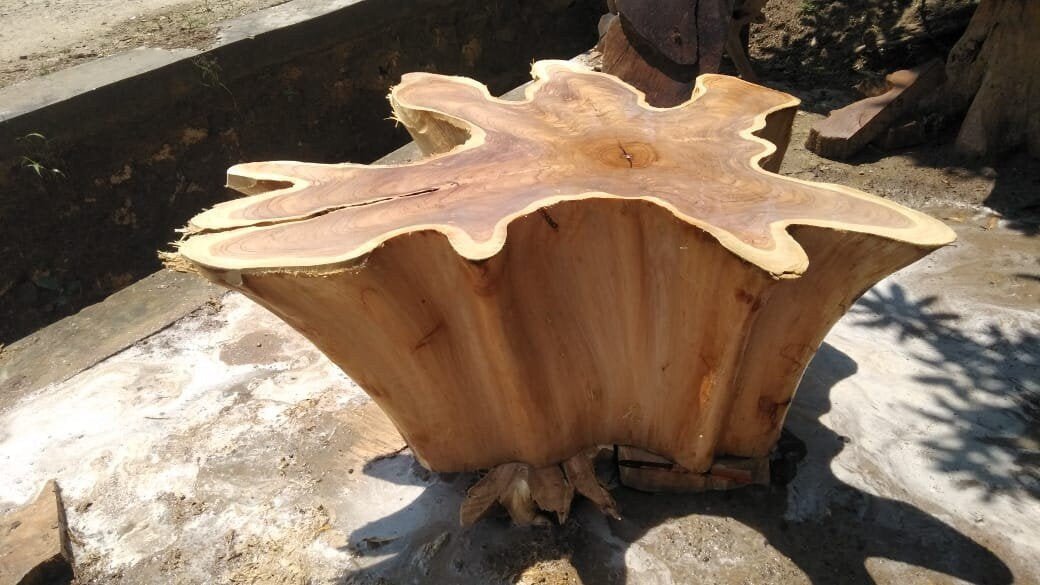 Golden teak root center table - Teak wood coffee table with golden finish - Epoxy finish teak root coffee table - Teak root slab coffee table - SOGEH Furniture