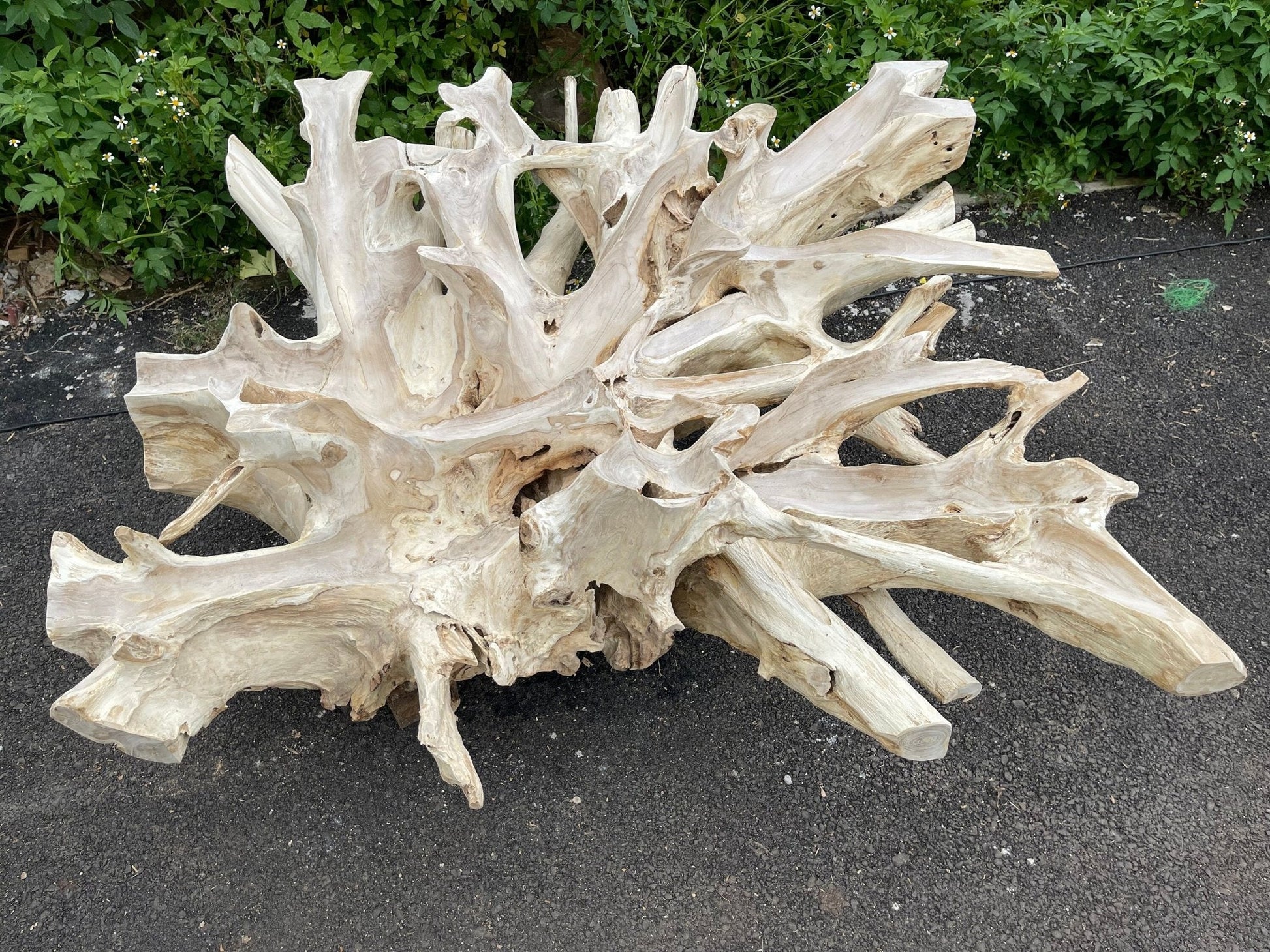 Large Square Blached Coffee Table - Root Wood Coffee Table - Teak Root Side Table - Teak Coffee Table - SOGEH Furniture