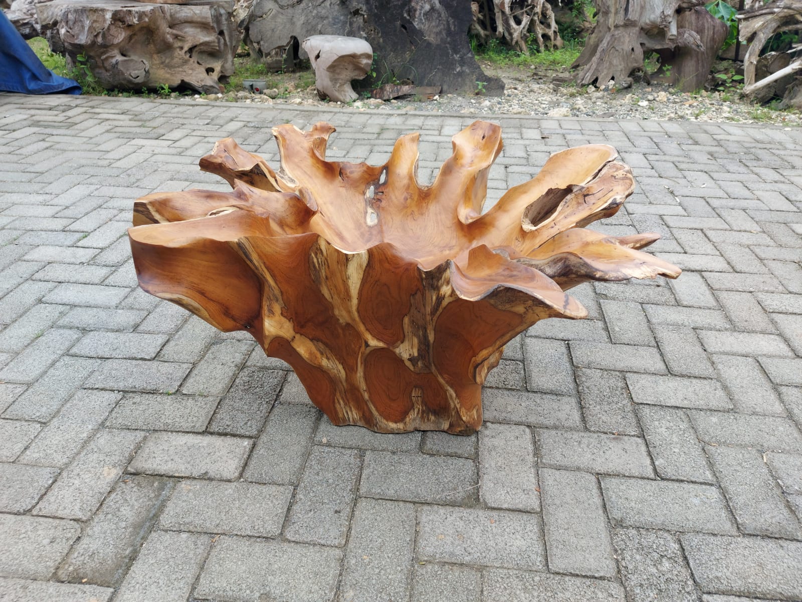 Natural edge teak root coffee table - Live edge teak coffee table - Waterfall teak coffee table - Rustic teak furniture - Modern teak furniture - SOGEH Furniture