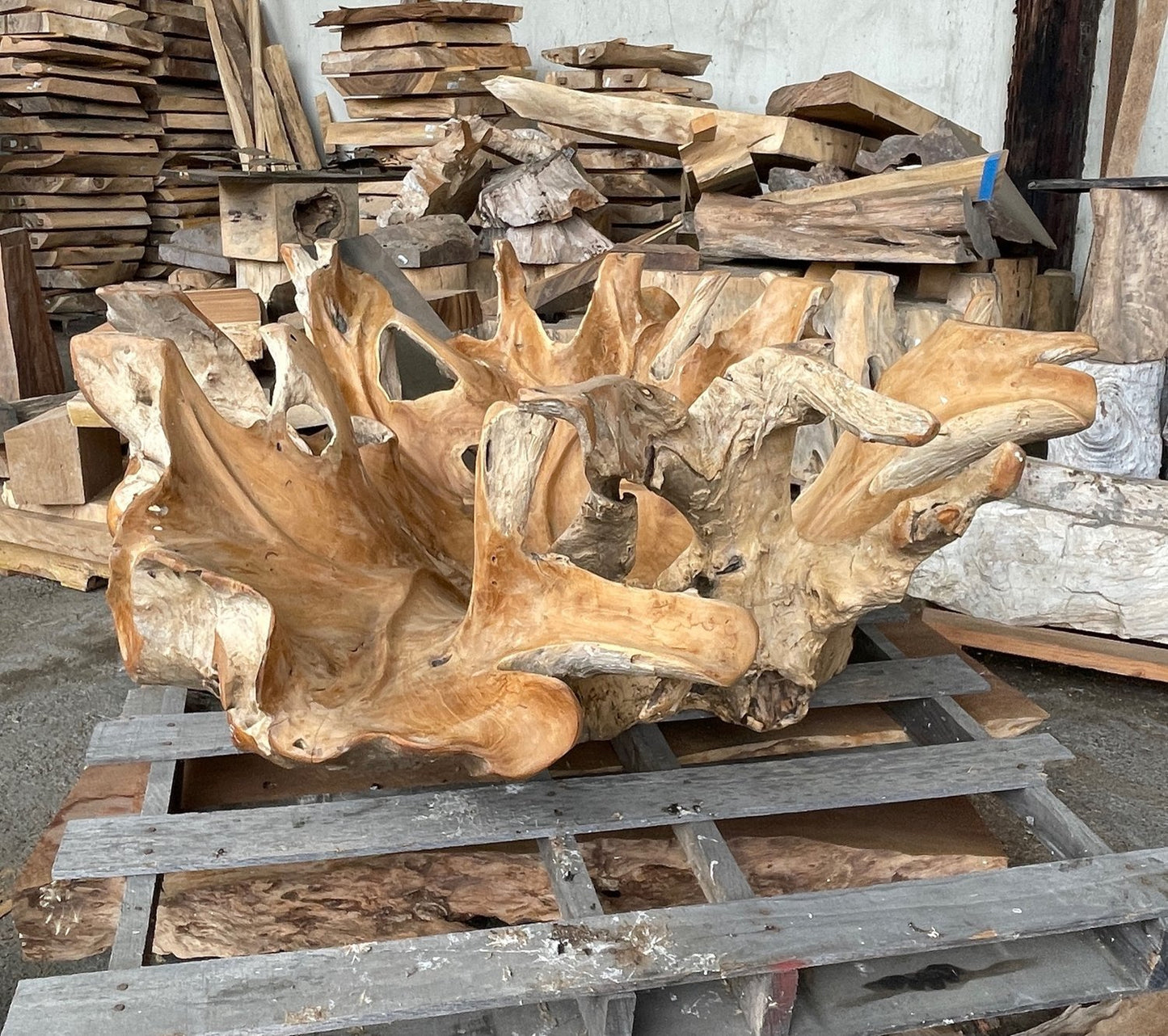 Natural teak root table with glass top -?Live edge teak root table for modern home - One of a kind furniture - Heirloom furniture - SOGEH Furniture