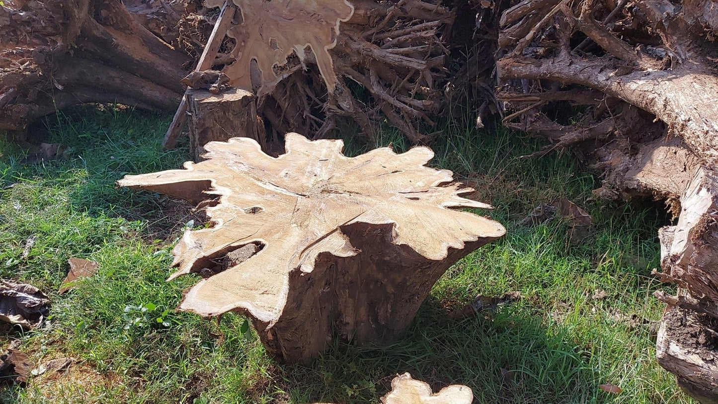 Raw Large Teak Root Dining Table - Stump Star Wood Dining Table - Natural Teak Stump Dining Table - SOGEH Furniture