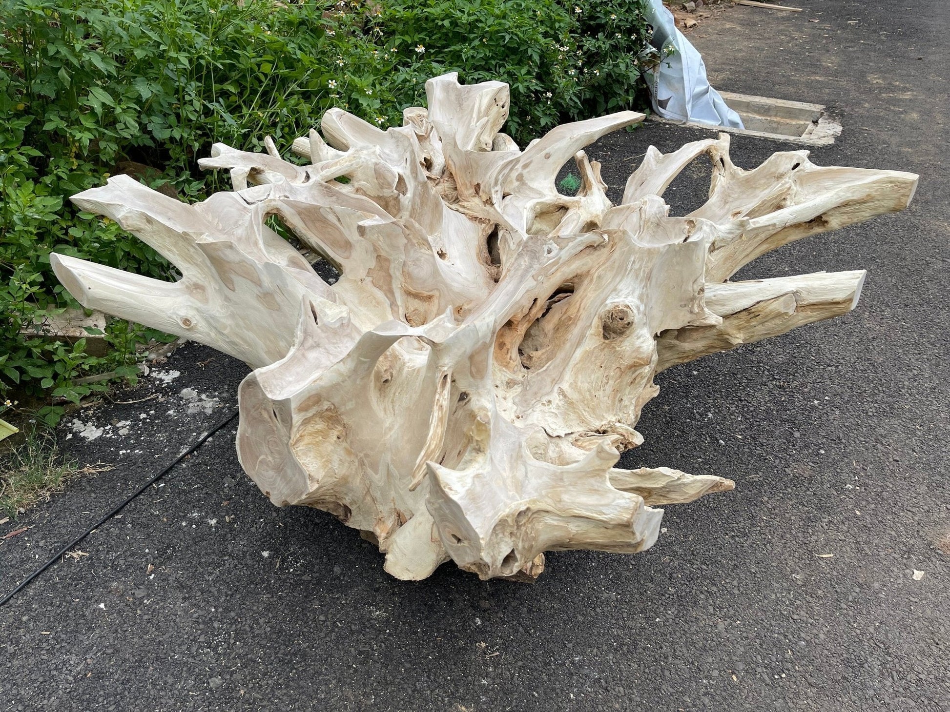 Square Blached Teak Root Coffee Table - Bohemian Style Teak Coffee Table - Boho Chic Teak Root Coffee Table - Bleached Wood Table - SOGEH Furniture