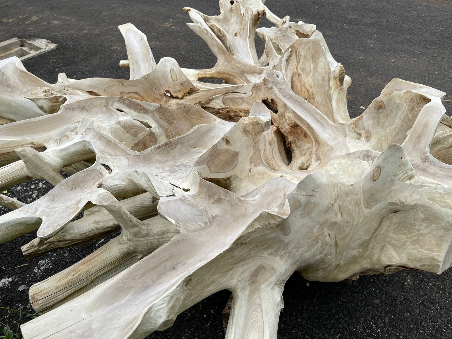 Bleached Carved Teak Root Coffee Table - High Quality Teak Root Coffee Table - Handcarved Manually - Unique and One of a Kind - SOGEH Furniture